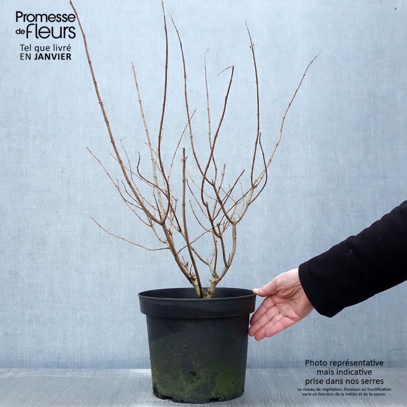 Hortensia paniculata Limelight - Hydrangea paniculata Maceta 6L/7L Ejemplar entregado en invierno