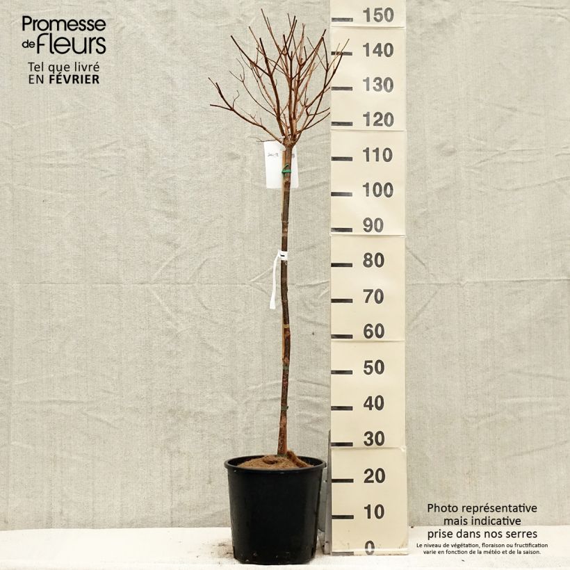 Hortensia paniculata Limelight - Hydrangea paniculata Maceta 12L/15L Ejemplar entregado en invierno