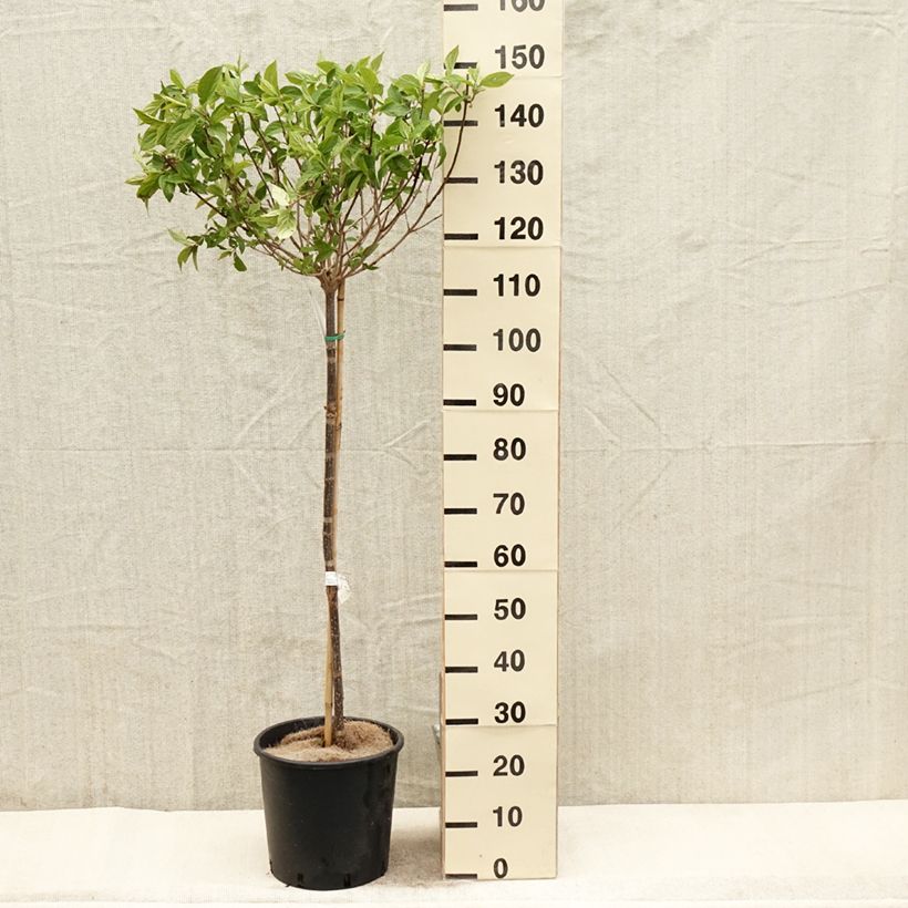 Hortensia paniculata Limelight - Hydrangea paniculata Maceta 12L/15L Ejemplar entregado en la primavera