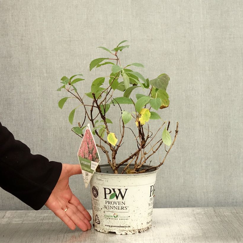 Ejemplar de Hortensia paniculata Little Quick Fire - Hydrangea paniculata Maceta 3L/4L entregado en otoño
