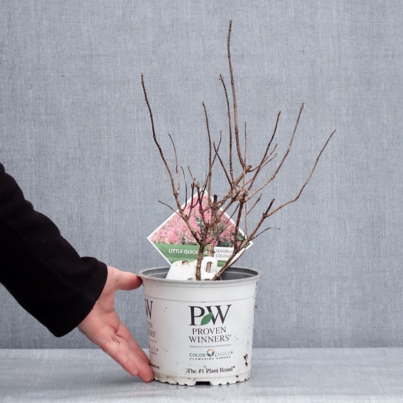 Hortensia paniculata Little Quick Fire - Hydrangea paniculata Maceta 3L/4L Ejemplar entregado en invierno