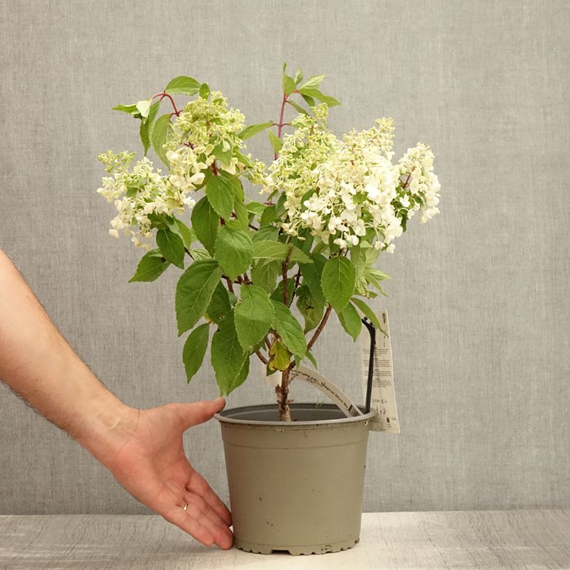 Ejemplar de Hortensia paniculata Magical Mont Blanc - Hydrangea paniculata Maceta 3L/4L entregado en verano