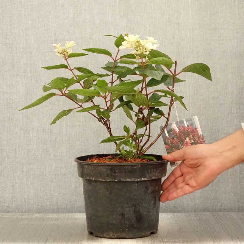Ejemplar de Hortensia paniculata Magical Vesuvio - Hydrangea paniculata Maceta 4L/5L entregado en otoño