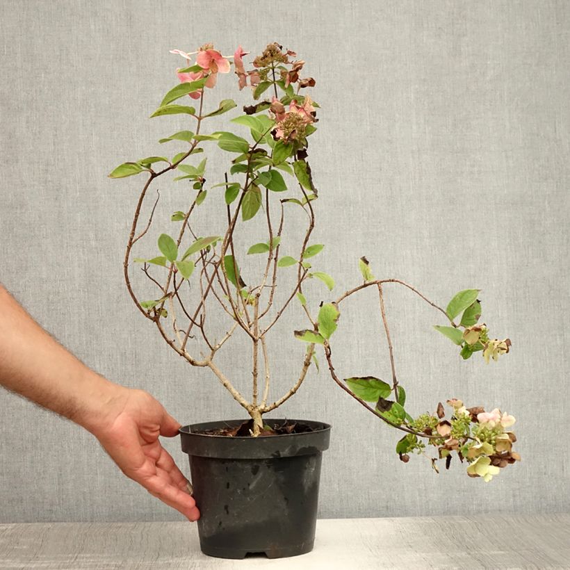 Ejemplar de Hortensia paniculata Mega Mindy - Hydrangea paniculata Maceta 2L/3L entregado en verano