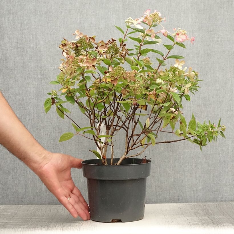 Ejemplar de Hortensia paniculata Pastelgreen - Hydrangea paniculata Maceta 3L/4L entregado en verano