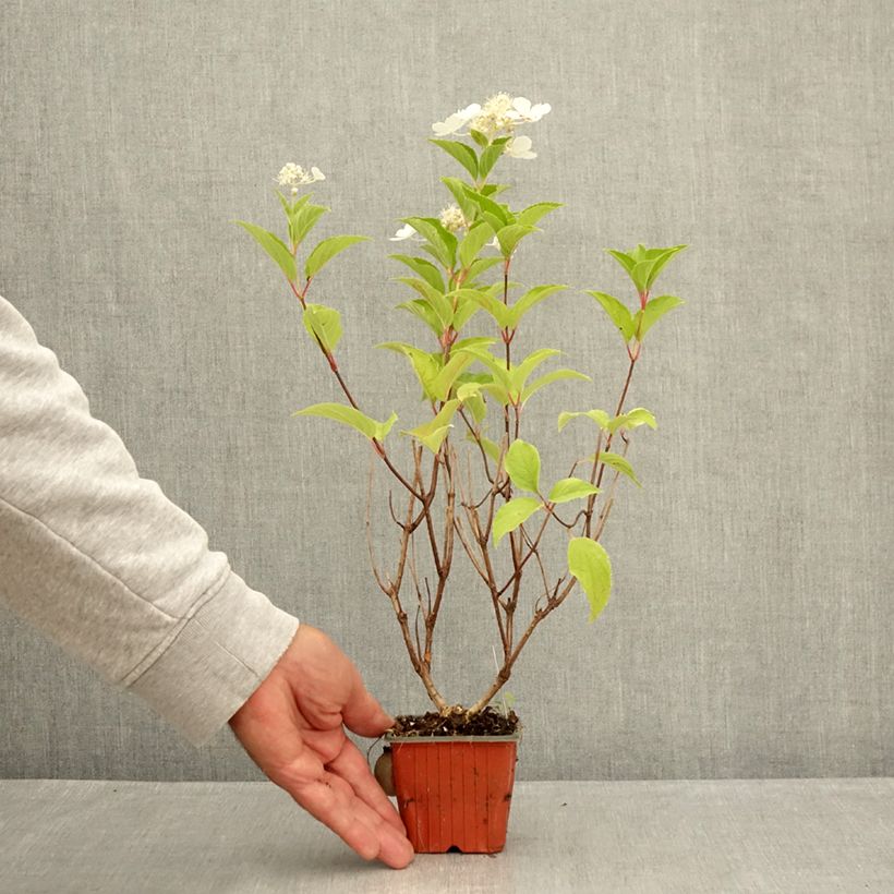 Ejemplar de Hortensia paniculata Pink Diamond - Hydrangea paniculata Maceta de 8/9 cm entregado en verano