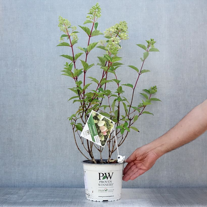 Ejemplar de Hortensia paniculata Pinkachu - Hydrangea paniculata Maceta 3L/4L entregado en verano