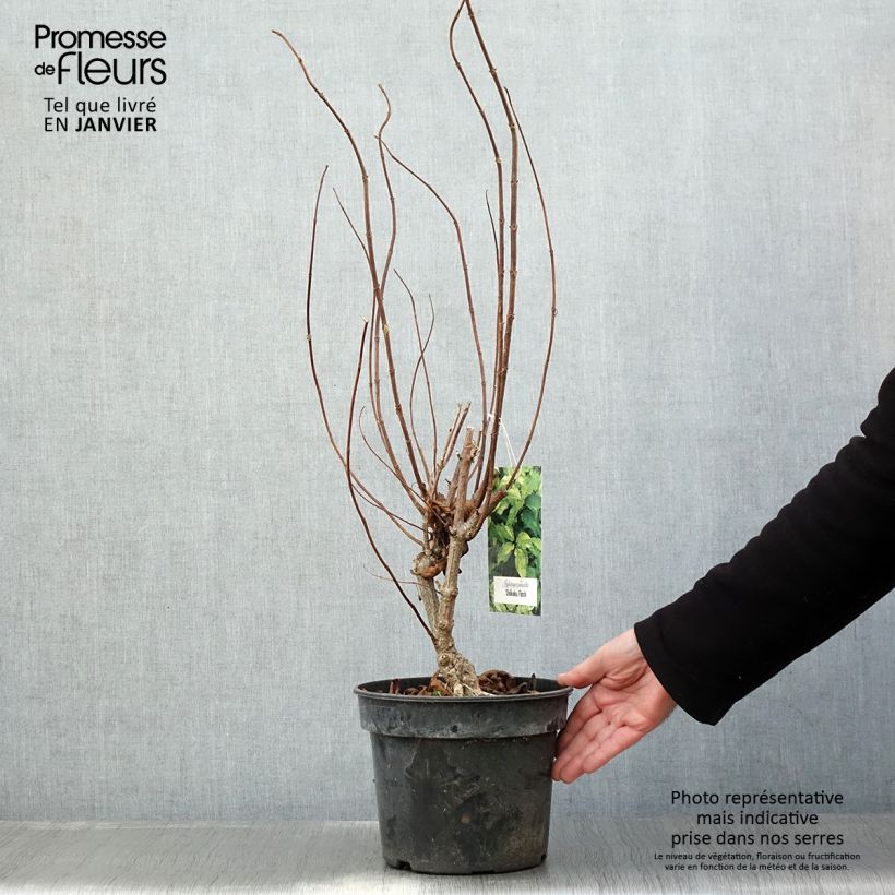 Hortensia paniculata Shikoku Flash - Hydrangea paniculata Maceta 3L/4L Ejemplar entregado en invierno