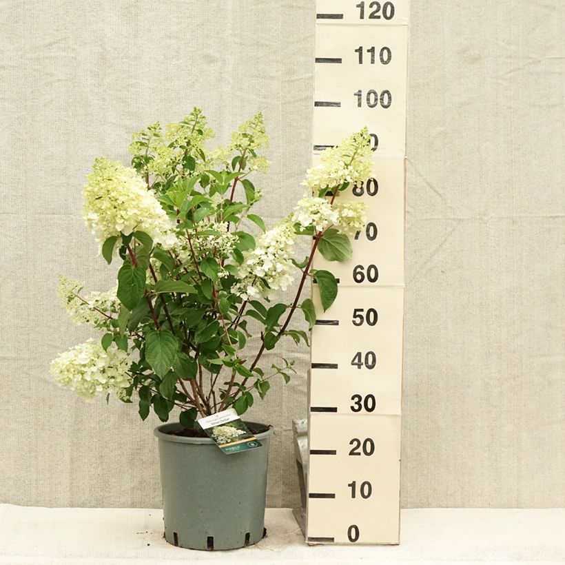 Ejemplar de Hortensia paniculata Silver Dollar - Hydrangea paniculata Maceta 7,5L/10L entregado en verano
