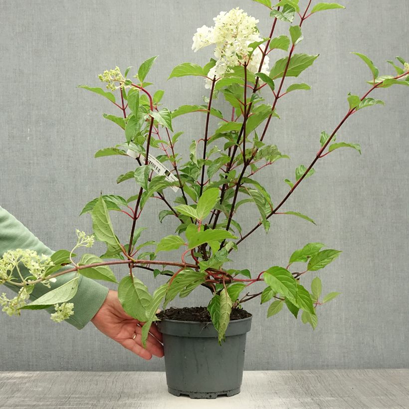 Ejemplar de Hortensia paniculata Vanille Fraise - Hydrangea Maceta 2L/3L entregado en verano