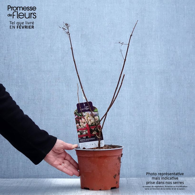 Hortensia paniculata White Diamond - Hydrangea paniculata Maceta 3L/4L Ejemplar entregado en invierno