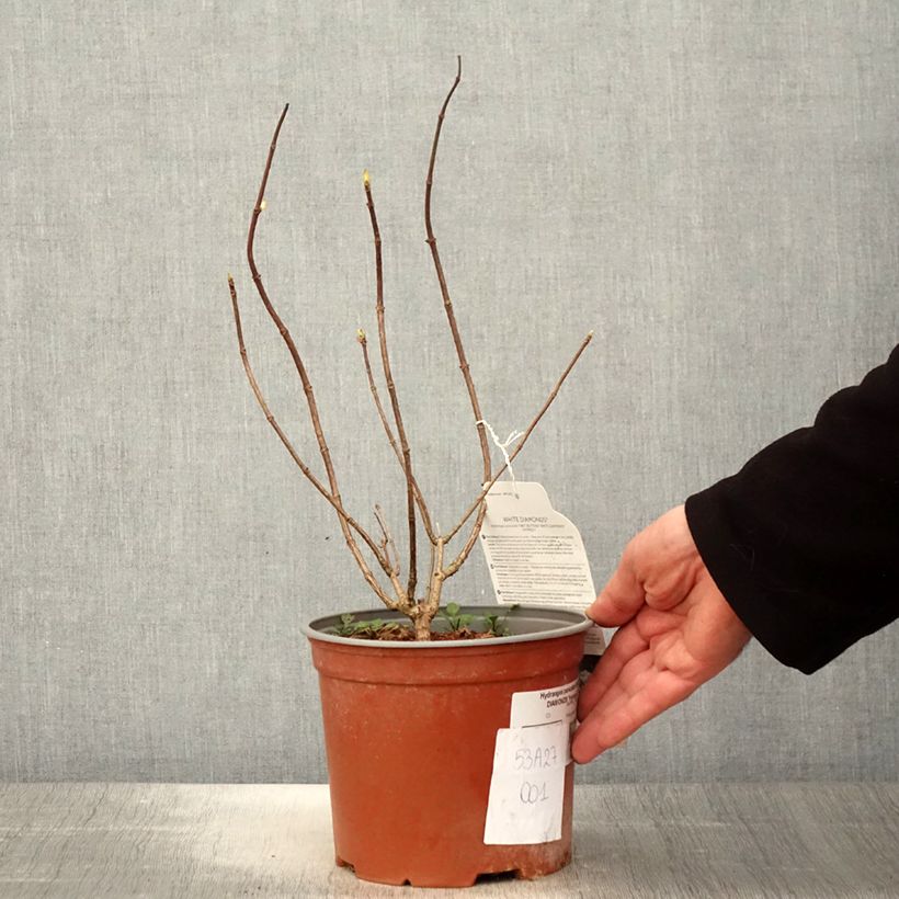 Hortensia paniculata White Diamond - Hydrangea paniculata Maceta 3L/4L Ejemplar entregado en la primavera