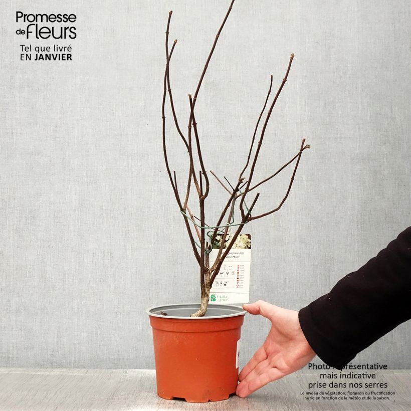 Hortensia paniculata White Moth - Hydrangea paniculata Maceta 2L/3L Ejemplar entregado en invierno