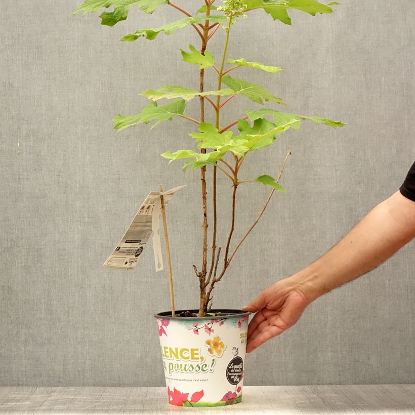 Ejemplar de Hortensia quercifolia Applause - Hortensia de hoja de roble Maceta 4L/5L entregado en verano