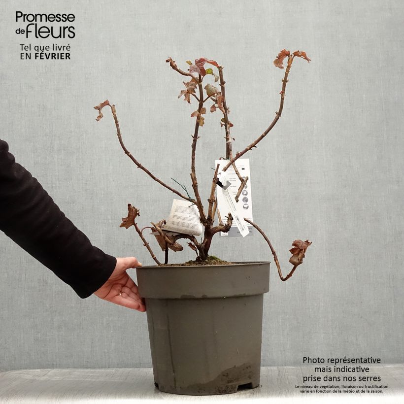 Hortensia quercifolia Ruby Slippers - Hortensia de hoja de roble Maceta 7,5L/10L Ejemplar entregado en invierno