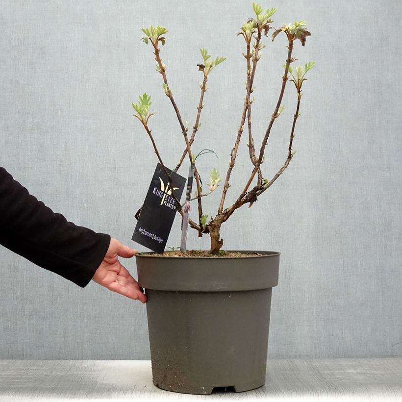 Hortensia quercifolia Ruby Slippers - Hortensia de hoja de roble Maceta 7,5L/10L Ejemplar entregado en la primavera