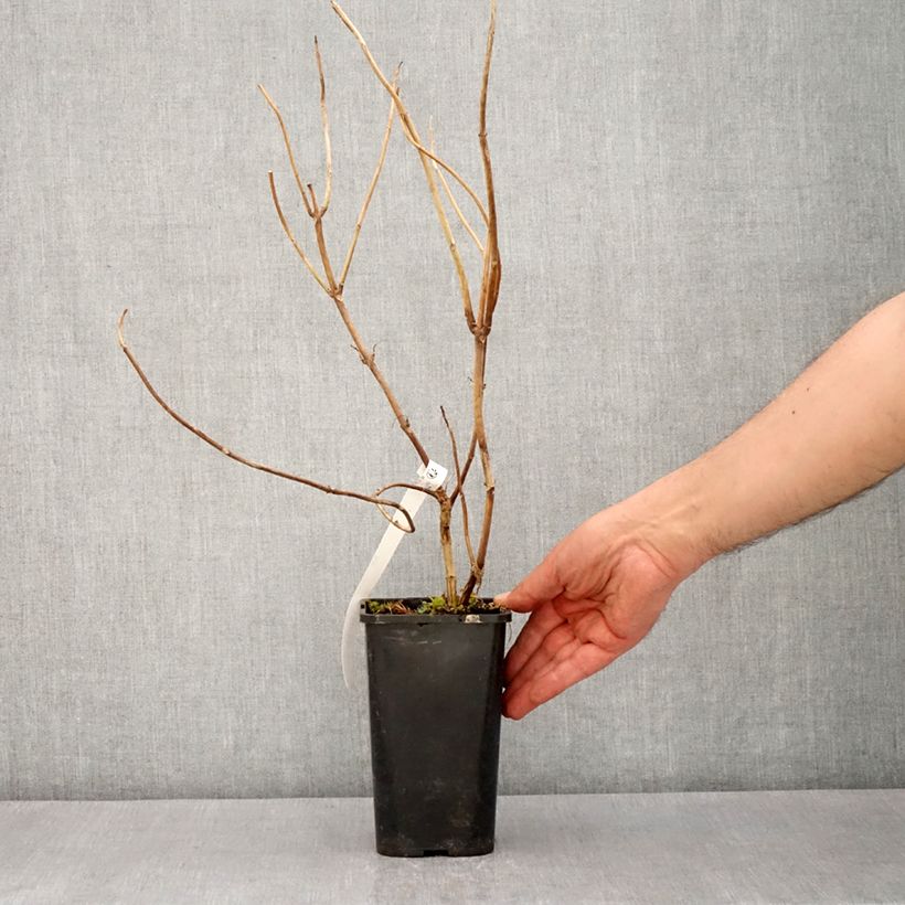 Hortensia Renaissance - Hydrangea Maceta 1,5L/2L Ejemplar entregado en la primavera