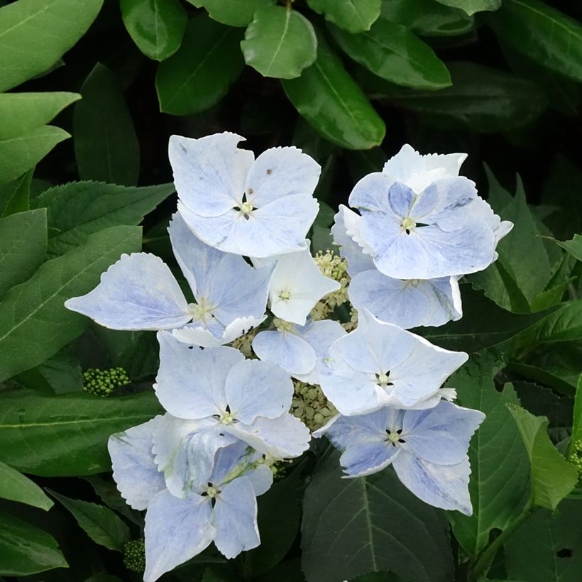 Hortensia Renaissance - Hydrangea (Floración)