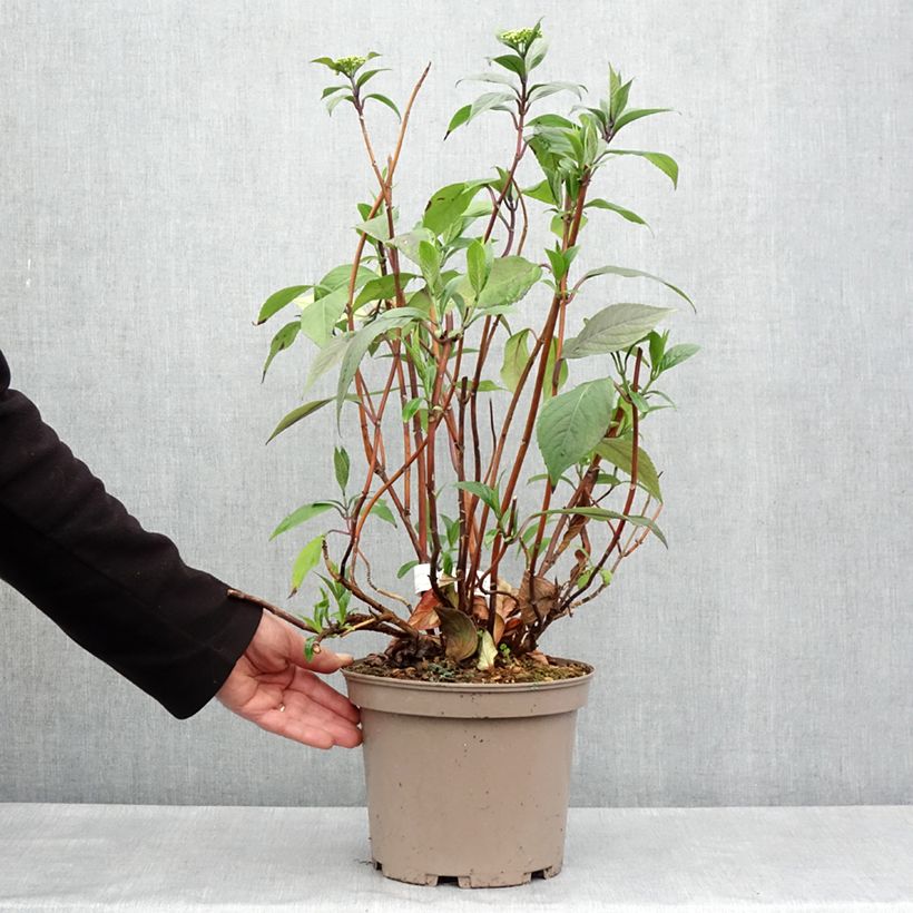 Hortensia Renaissance - Hydrangea Maceta 4L/5L Ejemplar entregado en la primavera