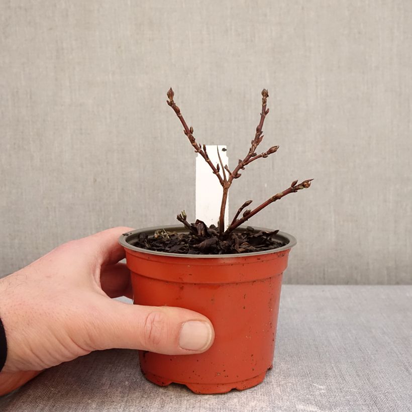 Hortensia - Hydrangea scandens First Love Maceta de 12 cm / 13 cm Ejemplar entregado en invierno