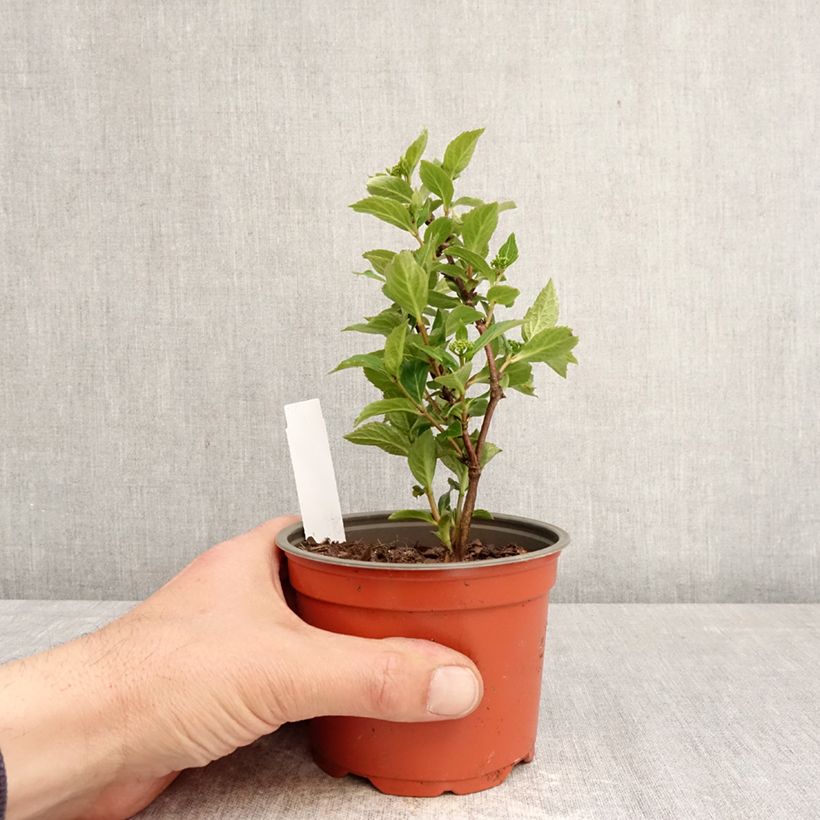 Hydrangea scandens First Love - Hortensia Maceta de 12 cm / 13 cm Ejemplar entregado en la primavera