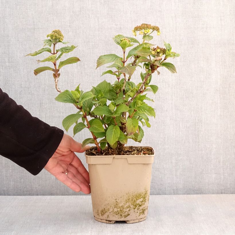 Hortensia serrata Bleuet - Hydrangea Maceta 3L/4L Ejemplar entregado en la primavera