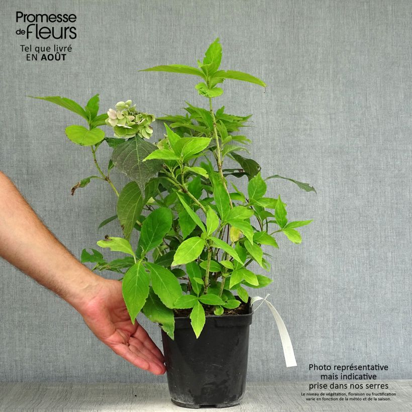 Ejemplar de Hortensia serrata Blue Deckle - Hydrangea Maceta 2L/3L entregado en verano