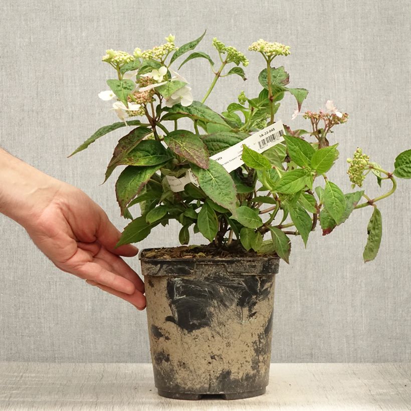 Ejemplar de Hortensia serrata Cap Sizun - Hydrangea Maceta 2L/3L entregado en verano