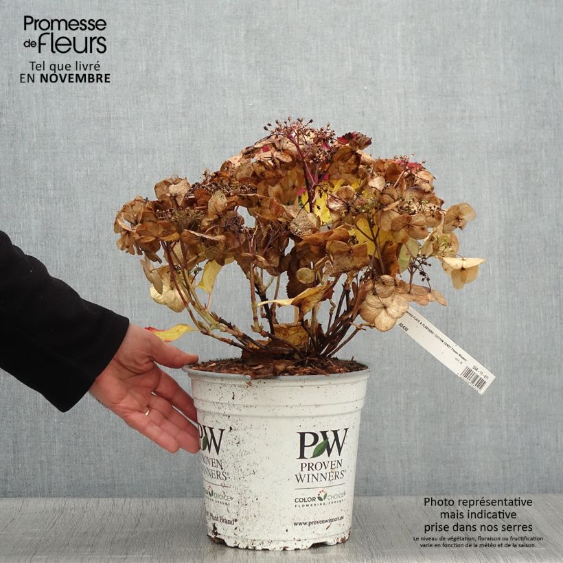 Ejemplar de Hortensia serrata Cotton Candy - Hydrangea Maceta 4L/5L entregado en otoño