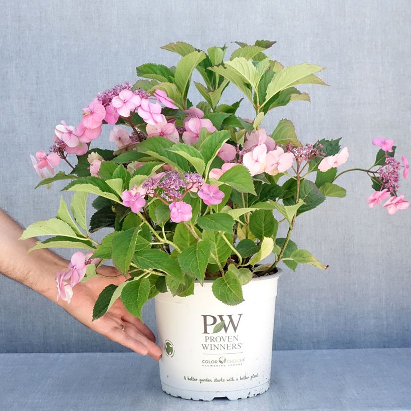 Ejemplar de Hortensia serrata Cotton Candy - Hydrangea Maceta 4L/5L entregado en verano