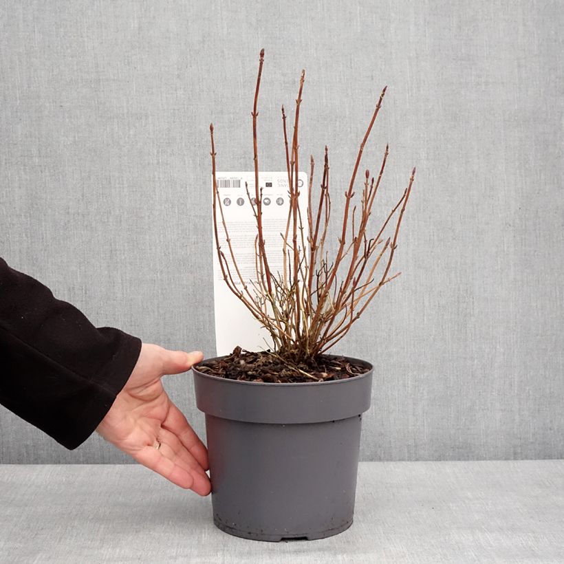 Hortensia serrata Euphoria Pink - Hydrangea Maceta 3L/4L Ejemplar entregado en invierno