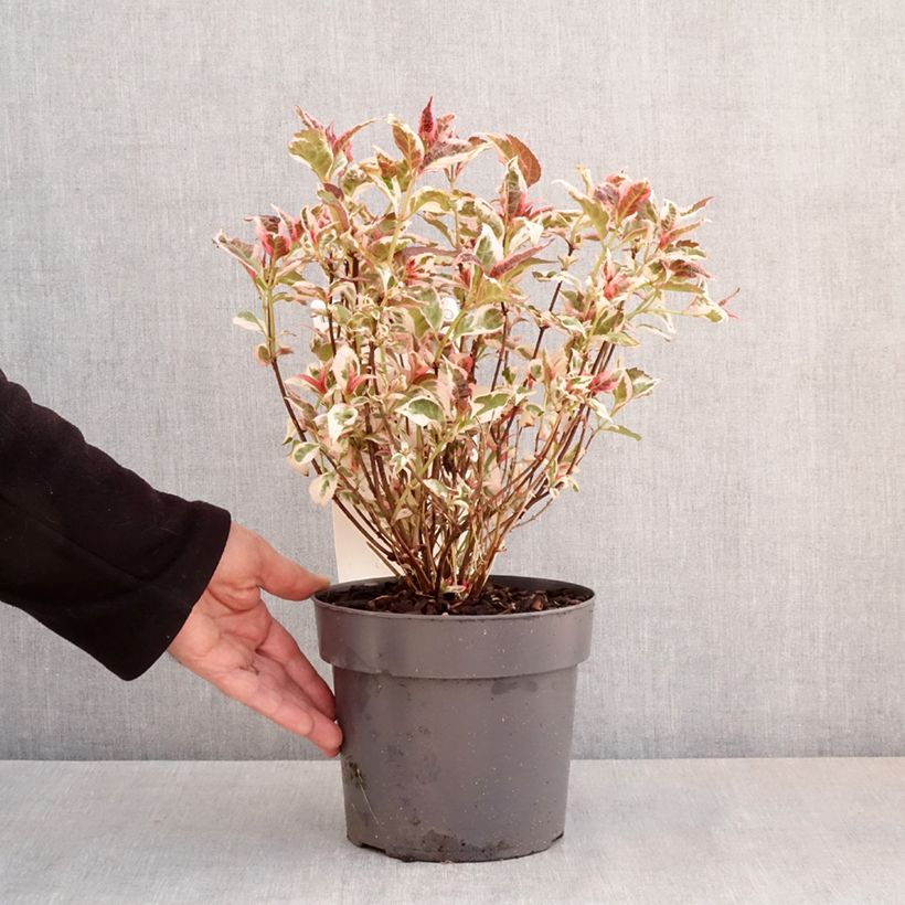 Hortensia serrata Euphoria Pink - Hydrangea Maceta 3L/4L Ejemplar entregado en la primavera