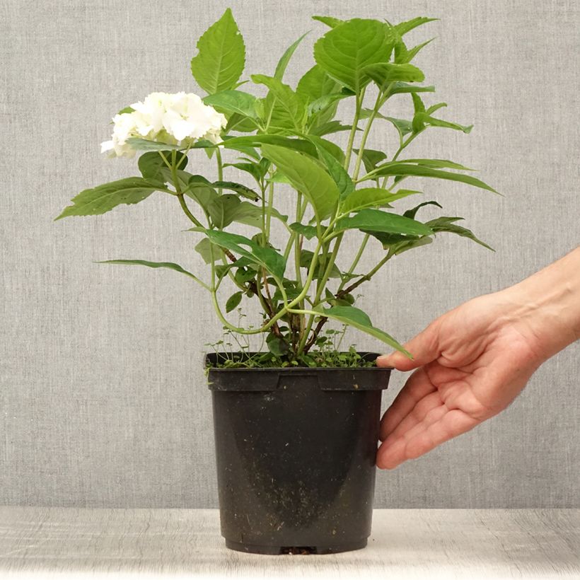 Ejemplar de Hortensia serrata Impératrice Eugénie - Hydrangea Maceta 2L/3L entregado en verano