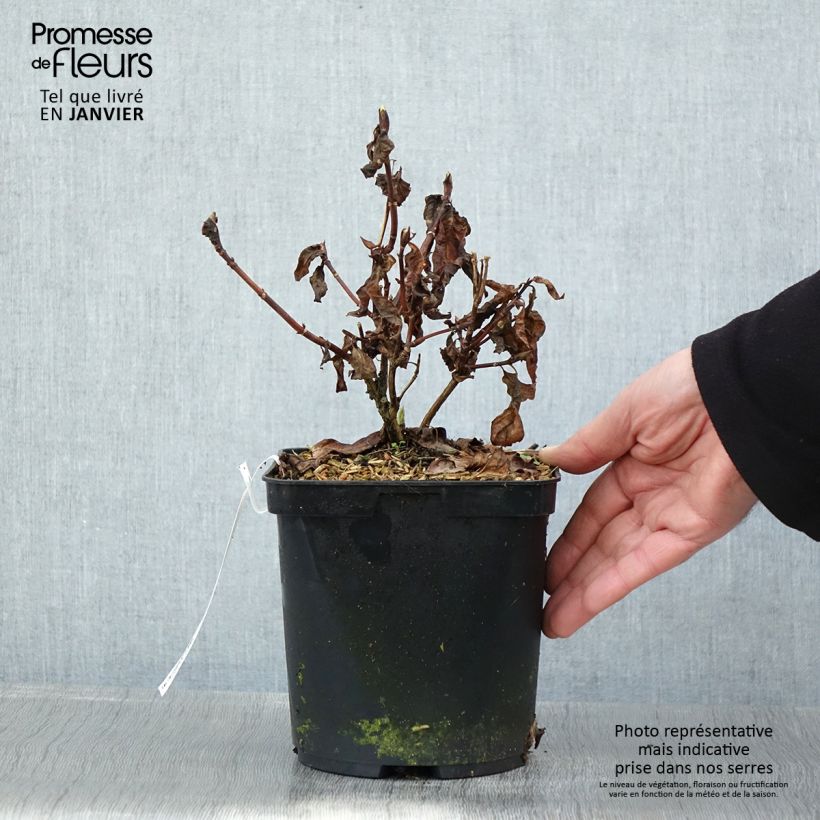 Hortensia serrata Impératrice Eugénie - Hydrangea Maceta 2L/3L Ejemplar entregado en invierno