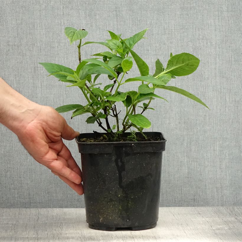 Hortensia serrata Impératrice Eugénie - Hydrangea Maceta 2L/3L Ejemplar entregado en la primavera