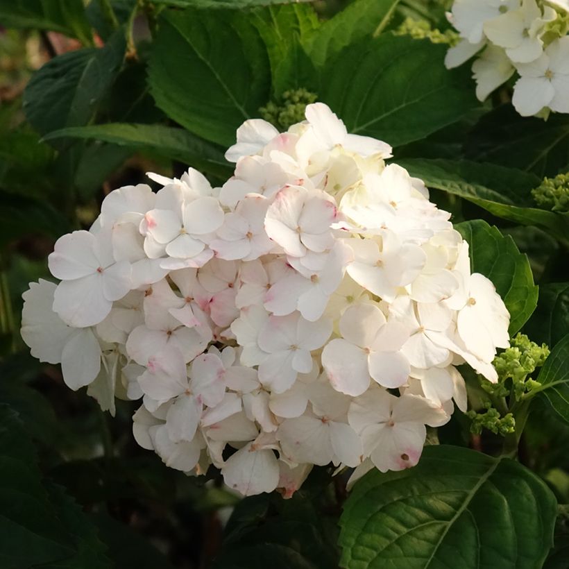 Hortensia serrata Impératrice Eugénie - Hydrangea (Floración)