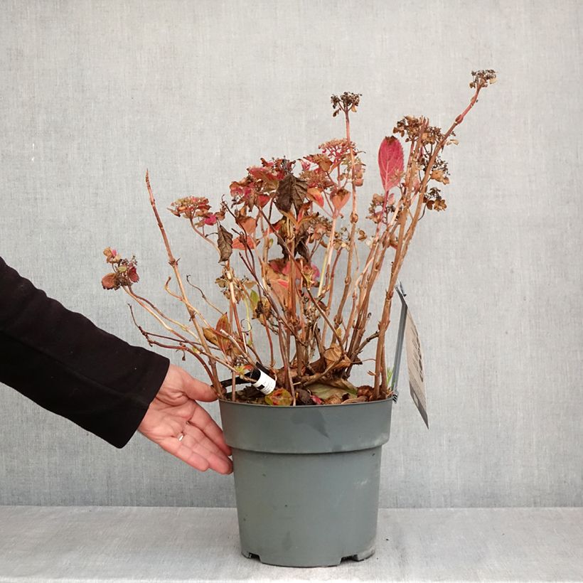 Ejemplar de Hortensia serrata Koreana - Hydrangea Maceta 6L/7L entregado en otoño