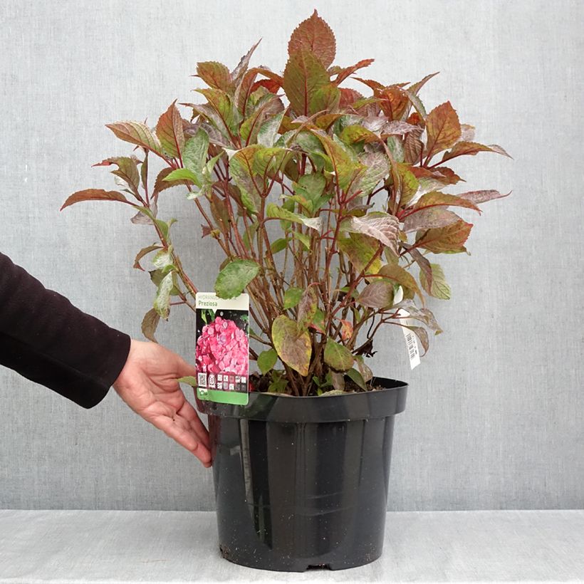 Ejemplar de Hortensia serrata Precioza - Hydrangea Maceta 7,5L/10L entregado en otoño