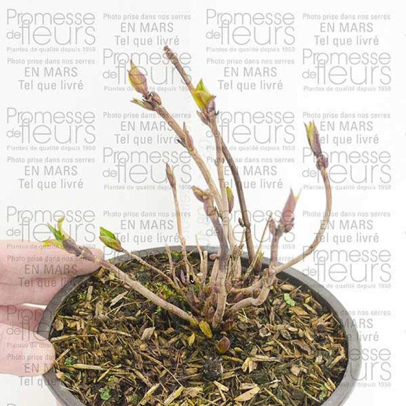 Ejemplo de ejemplar de Hortensia serrata Santiago - Hydrangea Maceta 2L/3L tal y como se entrega