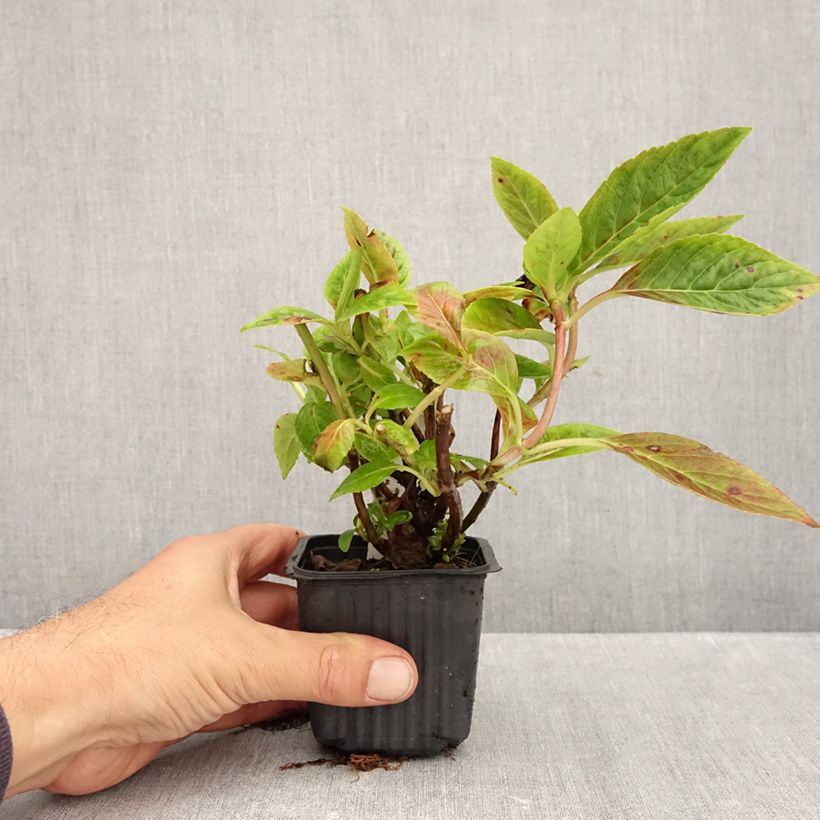 Ejemplar de Hortensia serrata Summer Glow - Hydrangea Maceta de 8/9 cm entregado en otoño