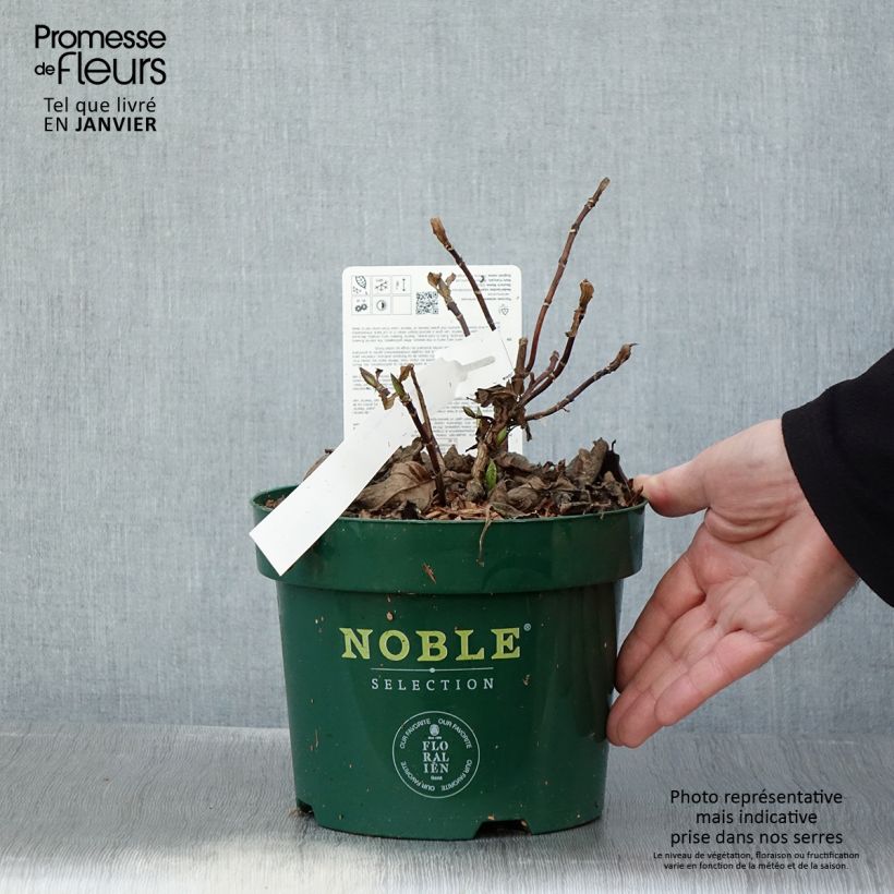 Hortensia serrata Veerle - Hydrangea Maceta 3L/4L Ejemplar entregado en invierno