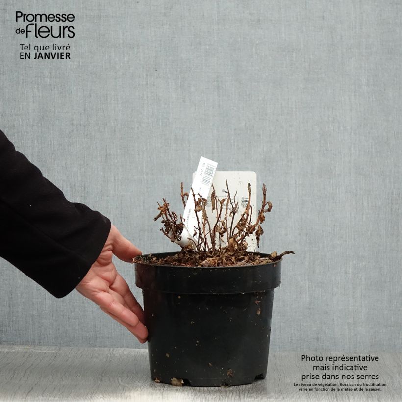 Hortensia serrata White on White - Hydrangea Maceta 3L/4L Ejemplar entregado en invierno