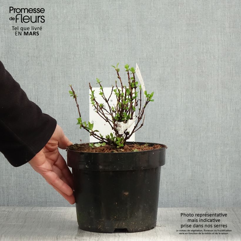 Hortensia serrata White on White - Hydrangea Maceta 3L/4L Ejemplar entregado en la primavera