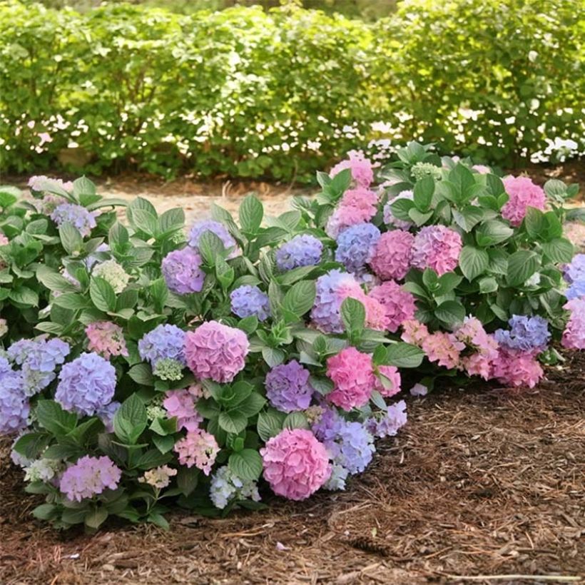 Hortensia macrophylla L.A Dreamin - Hydrangea (Porte)