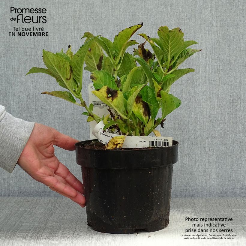 Ejemplar de Hortensia macrophylla Alpenglühen - Hydrangea Maceta 2L/3L entregado en otoño