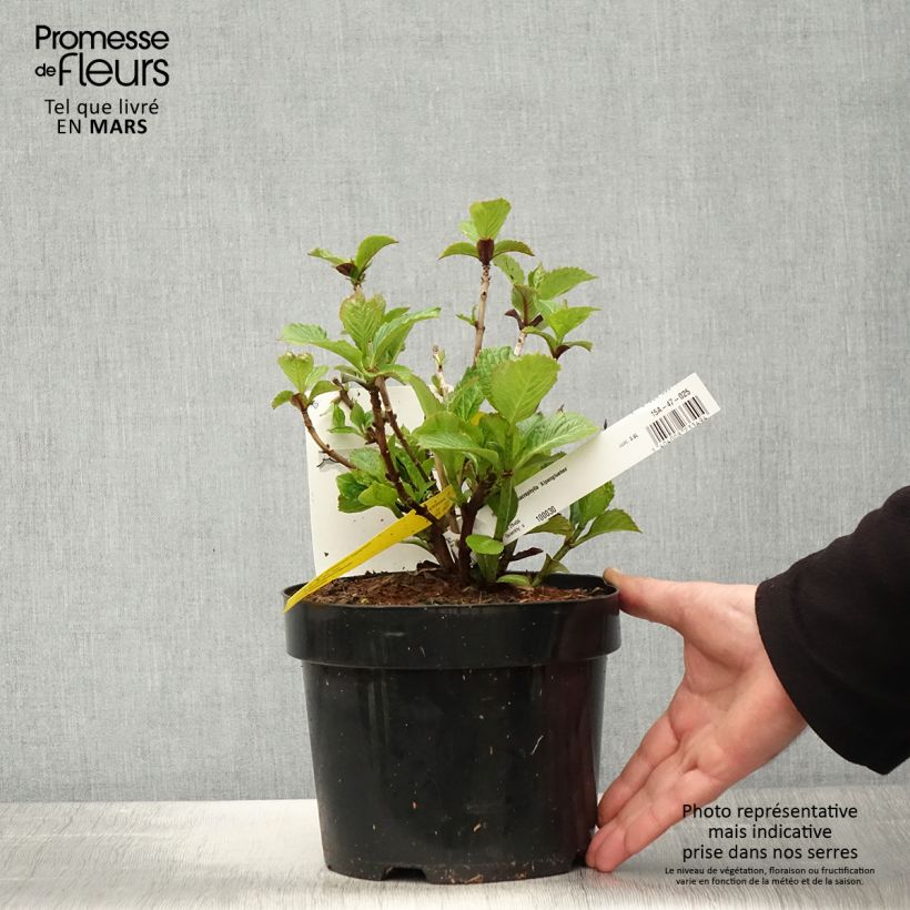 Hortensia macrophylla Alpenglühen - Hydrangea Maceta 2L/3L Ejemplar entregado en la primavera