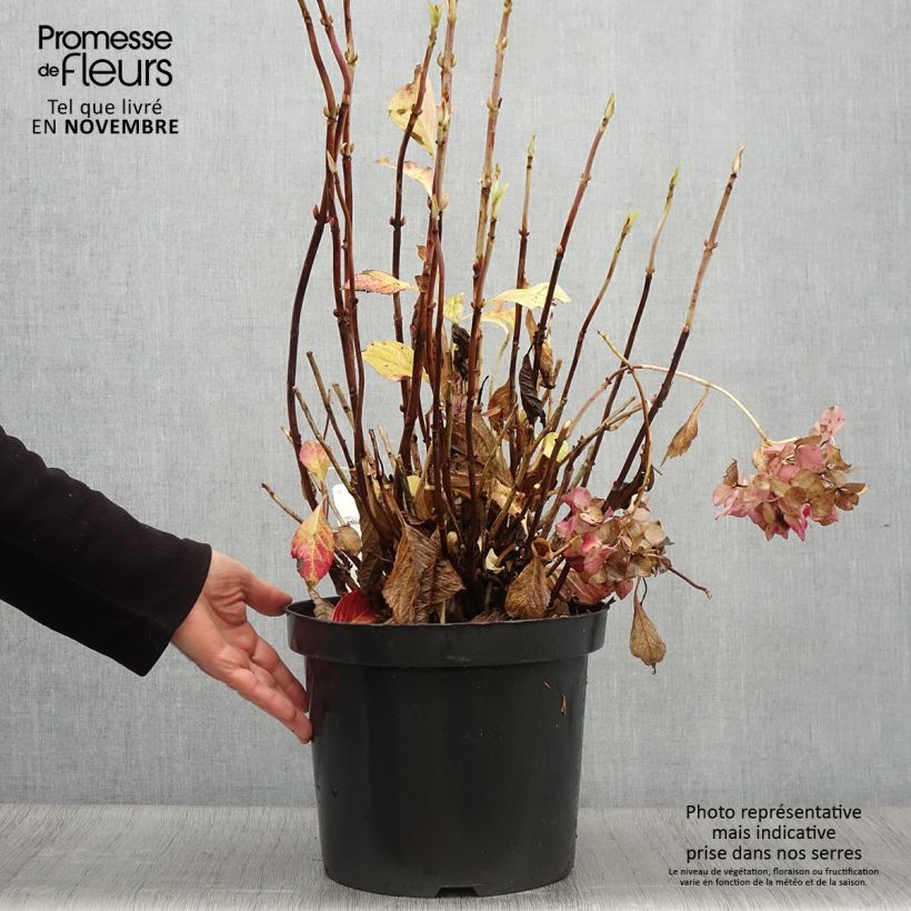 Ejemplar de Hortensia macrophylla Alpenglühen - Hydrangea Maceta 7,5L/10L entregado en otoño