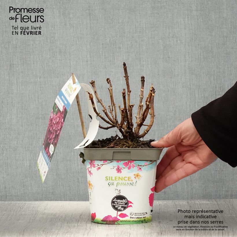 Hortensia macrophylla Constellation - Hydrangea Maceta 2L/3L Ejemplar entregado en invierno