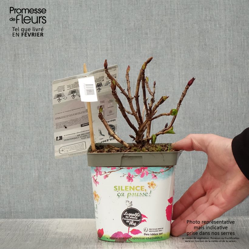 Hortensia macrophylla Eughen Hahn - Hydrangea Maceta 2L/3L Ejemplar entregado en invierno