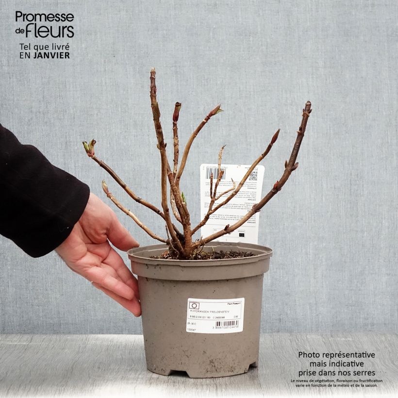 Hortensia macrophylla Freudenstein Pot de 2L/3L Ejemplar entregado en invierno